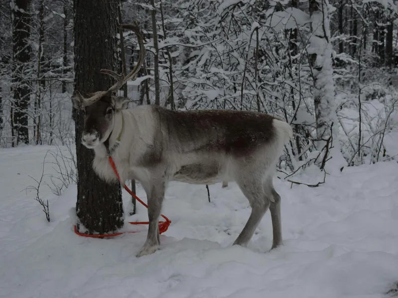 Rovaniemi, Finland - reisfoto door Michelle Chadwick
