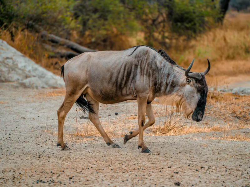Arusha, Tanzania - reisfoto door I am Alex